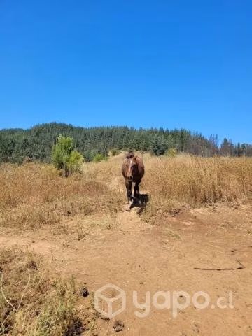 caballo chilote y yegua ambos mansos