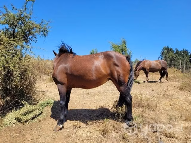 caballo chilote y yegua ambos mansos