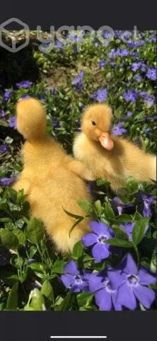 Busco patitos - Imagen 2