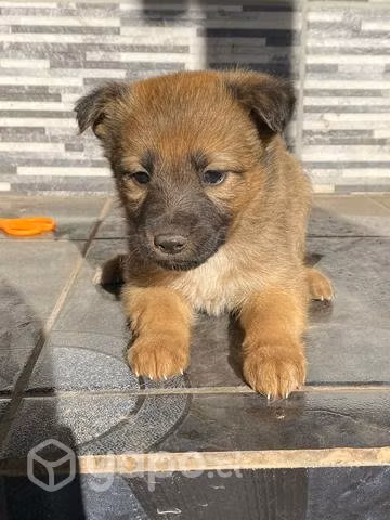 Se Adoptan Perros