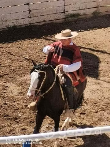 Potro