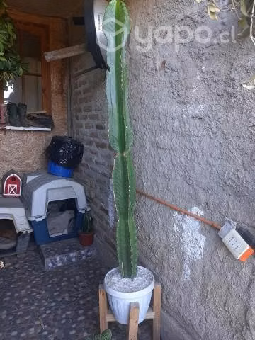 Cactus Euphoria 1.50 de altura
