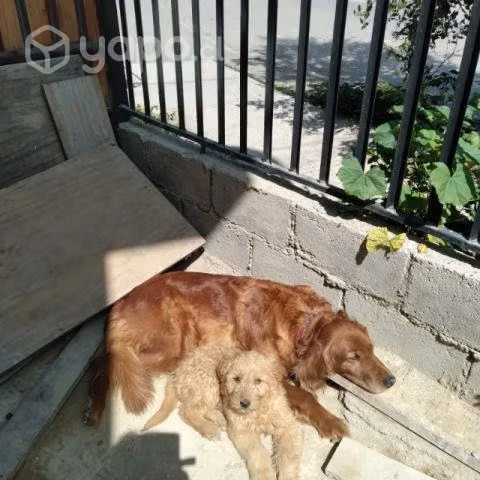 Regalo perrita por falta de espació