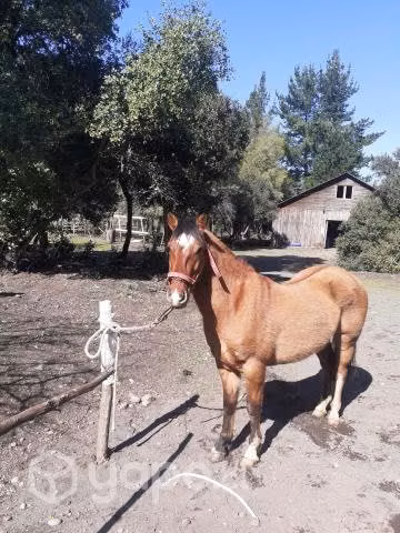 Caballo monturero