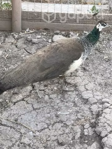 Pavos reales azul