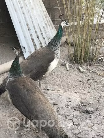 Pavos reales azul