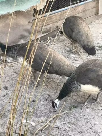 Pavos reales azul
