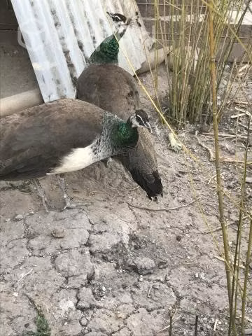 Pavos reales azul