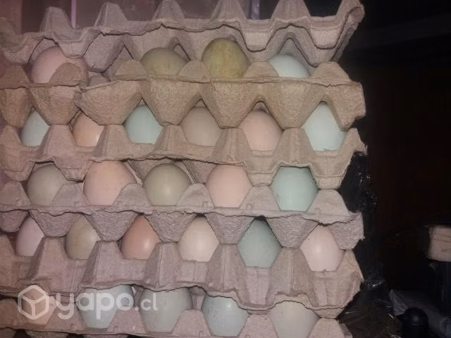 Huevos