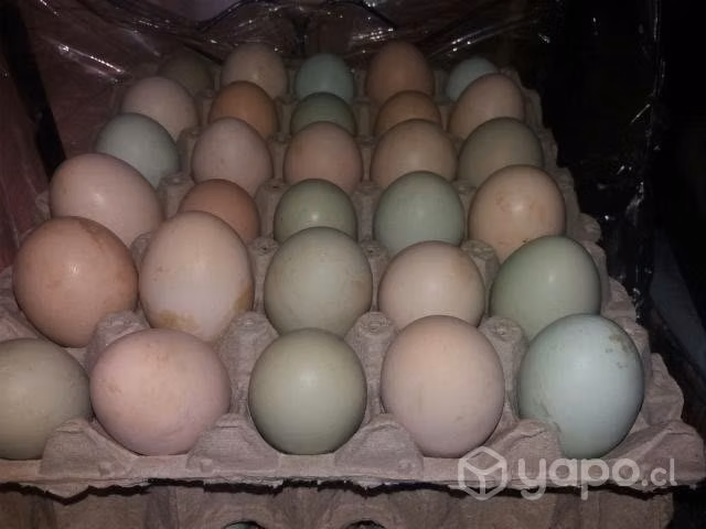 Huevos