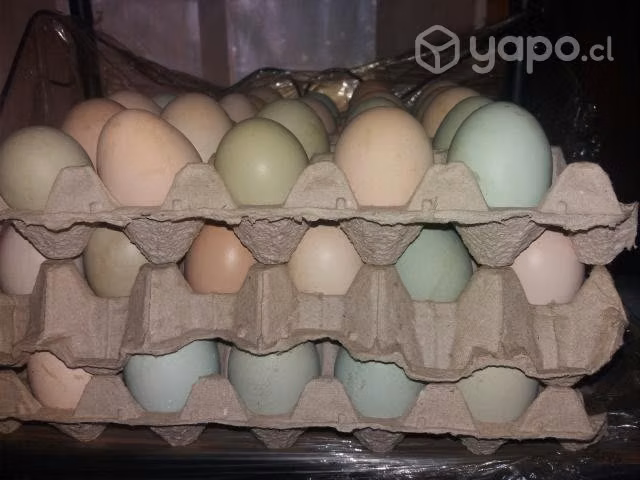 Huevos