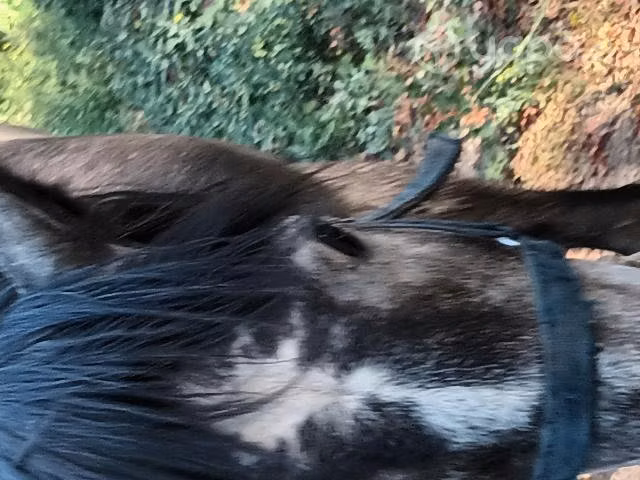Yegua para preparar