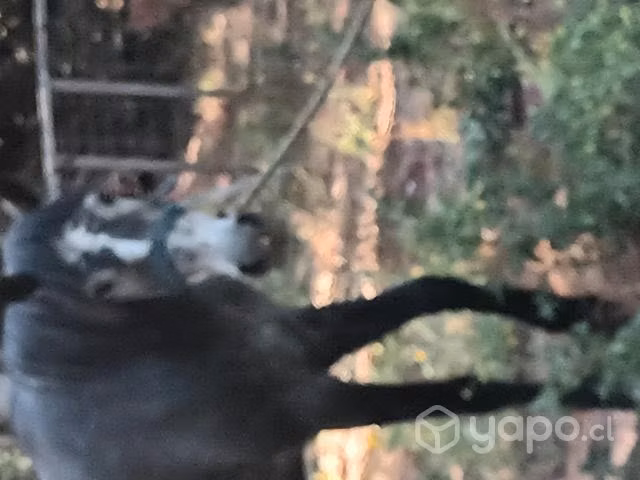 Yegua para preparar - Imagen 6