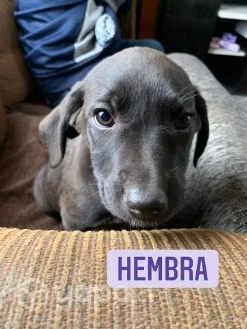 Perritos en adopción