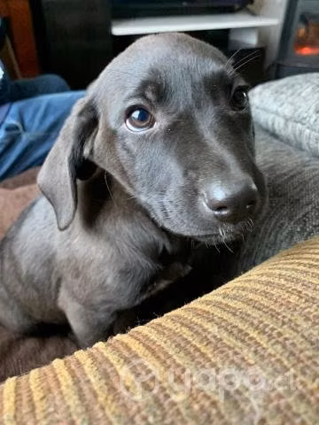Perritos en adopción - Imagen 3