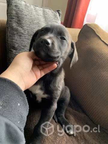 Perritos en adopción - Imagen 4