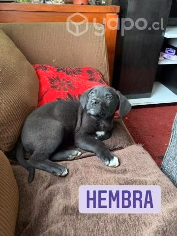 Perritos en adopción - Imagen 2