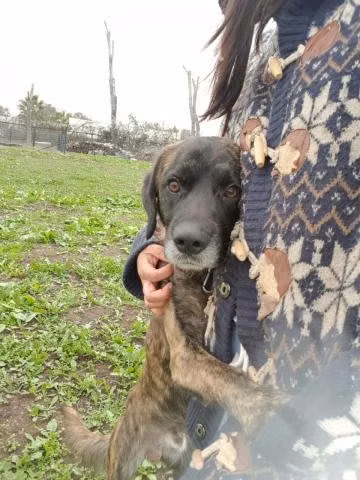 Perrito en adopción