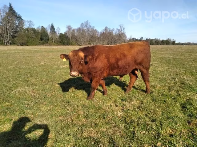 Toros angus - Imagen 3