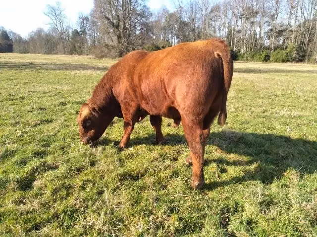 Toros angus - Imagen 2