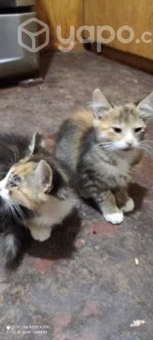 Se regalan gatitos