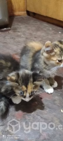 Se regalan gatitos