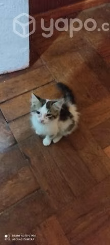 Se regalan gatitos