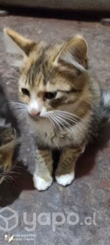 Se regalan gatitos