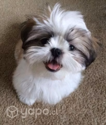 Hermosas hembras Shihtzu disponibles entrega inmed