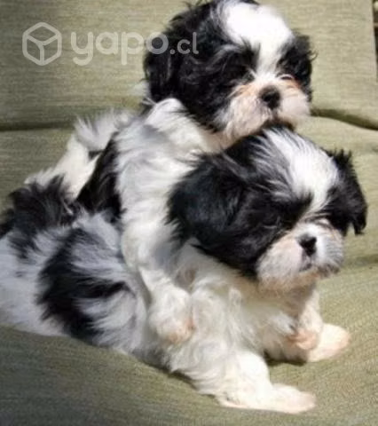 Hermosas hembras Shihtzu disponibles entrega inmed