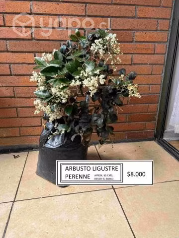 arbustos