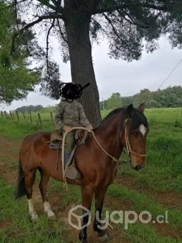 Caballo de 10 años
