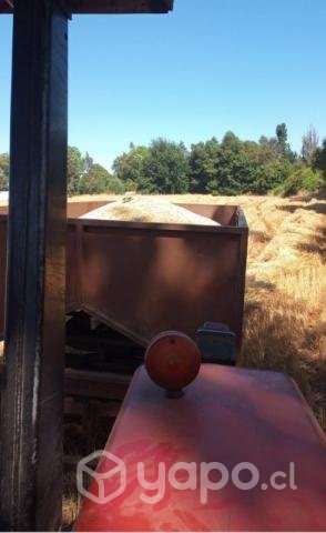 Avena cosecha 2023 - Imagen 2