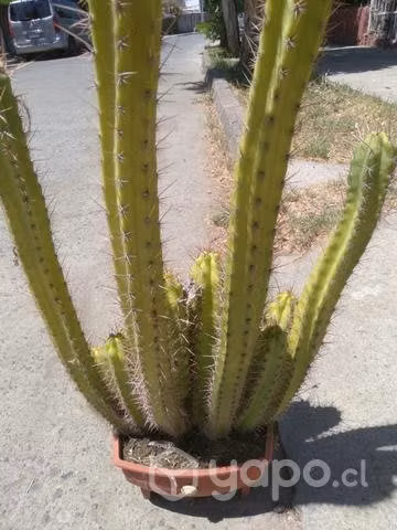 Regalo áloe vera