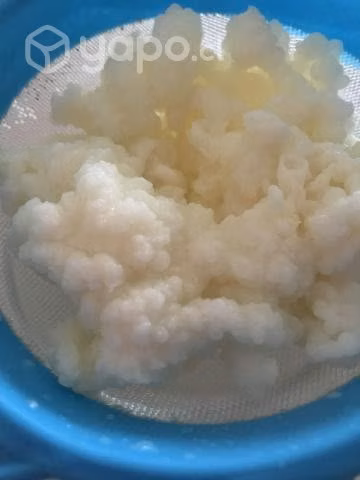 Permuto porcion kefir ( pajaritos )