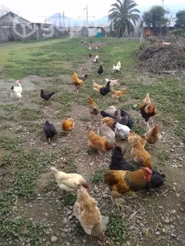 Huevos para incubar
