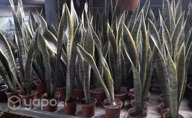 Suculentas , lengua de suegra y mucho más