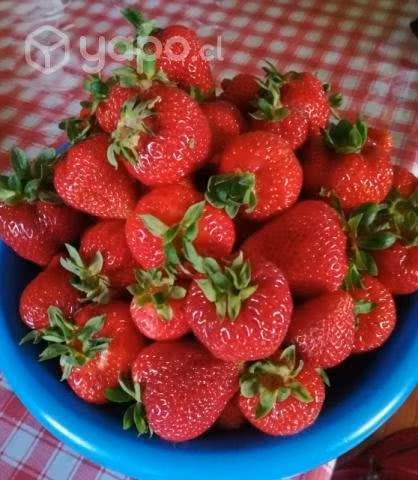 frutillas y moras - Imagen 2
