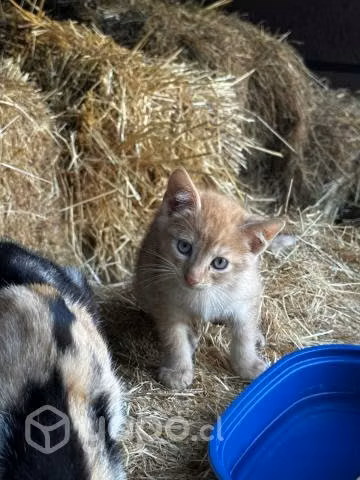 Gatitos de mes y medio aprox - Imagen 2
