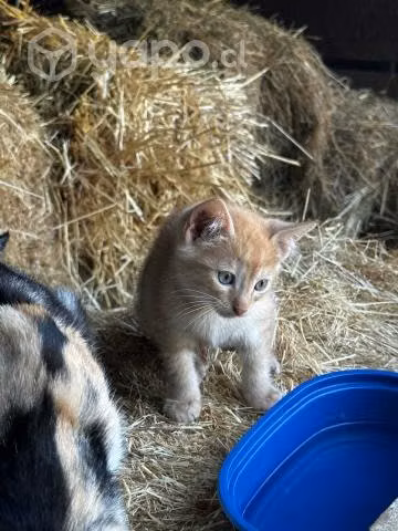 Gatitos de mes y medio aprox - Imagen 3