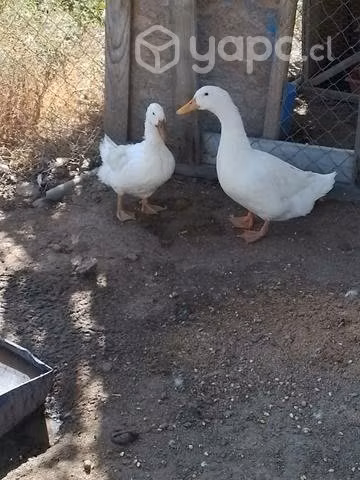 Pareja de Patos o 4 patitos - Imagen 2