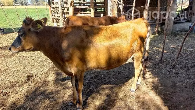 Vaquilla Jersey preñada, torete angus rojo