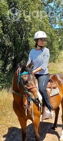Hermosa yegua arabe pura inscrita de 9 años