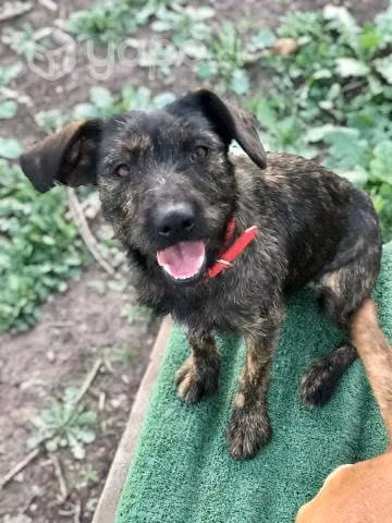 Dulce perrita en busca de hogar adopcion