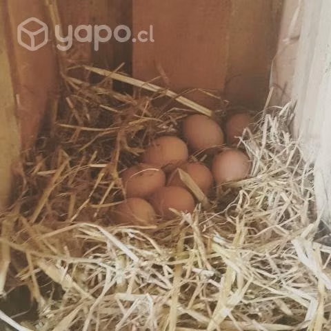 Huevos Caseros - Gallinas Libres