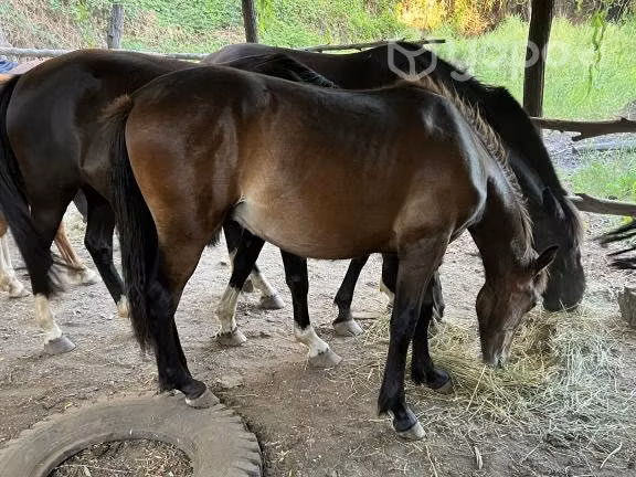 hermoso potrillo