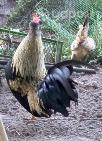 Gallo de la pasión