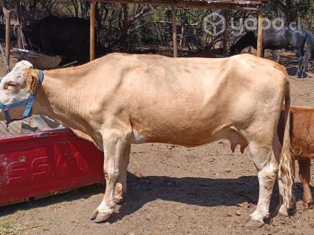 Vaca paria - Imagen 5