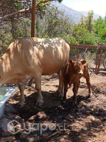 Vaca paria - Imagen 2