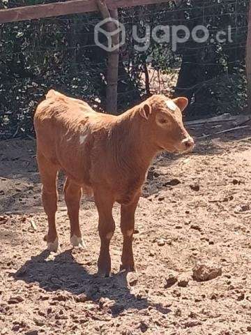 Vaca paria - Imagen 3